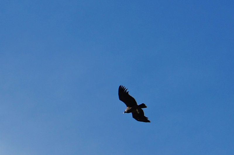 Condor, Parque Nacional Torres del Paine