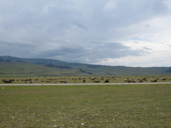 Flocks of Sheep and Goats