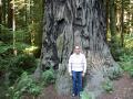 Ron and the Redwoods
