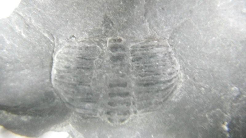 Trilobite 3