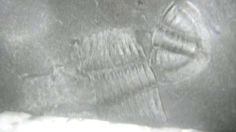 Trilobite 4