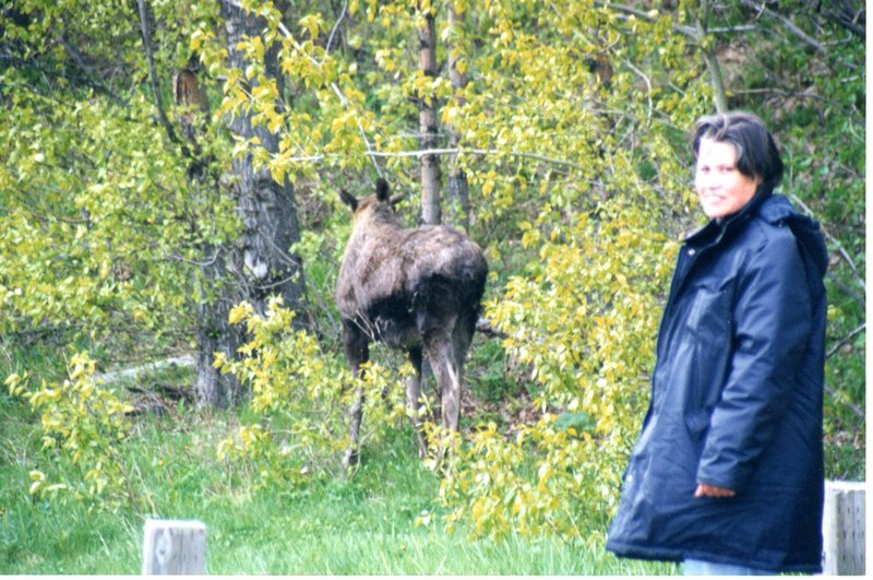Shhh! Its a moose!