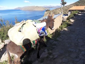 Titicaca- Isla del Sol (160)