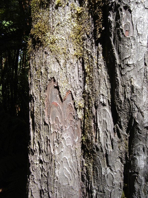 Rimu tree bark