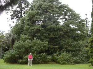 A big pine tree
