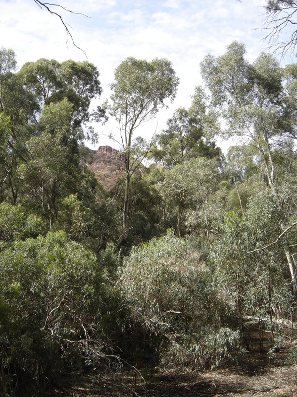 Forest at Wilpena Creek