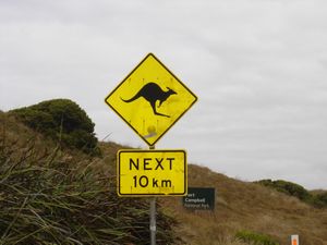 Kangaroo crossing
