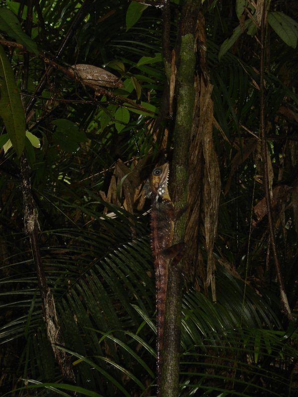 Tree Dragon in the Rainforest