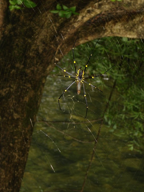A Tree spider