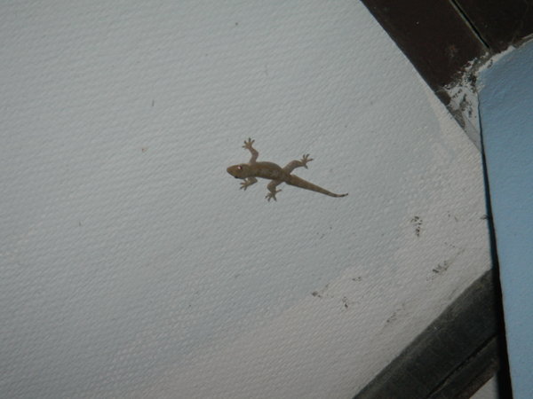 Gecky the gecko