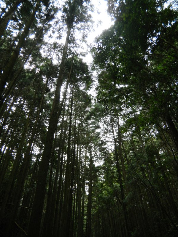Trees and bamboo forest