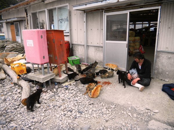 Izushima and its 33 cats