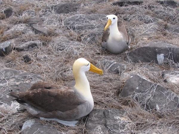 Double albatross