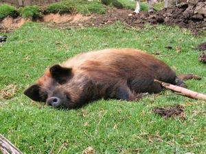 Confirmed: Pigs snore