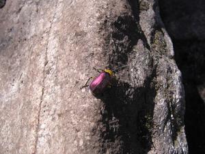 A beetle on the summit of Huayna Picchu