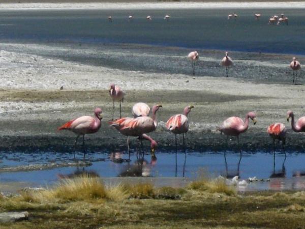 flamingos on the laguna