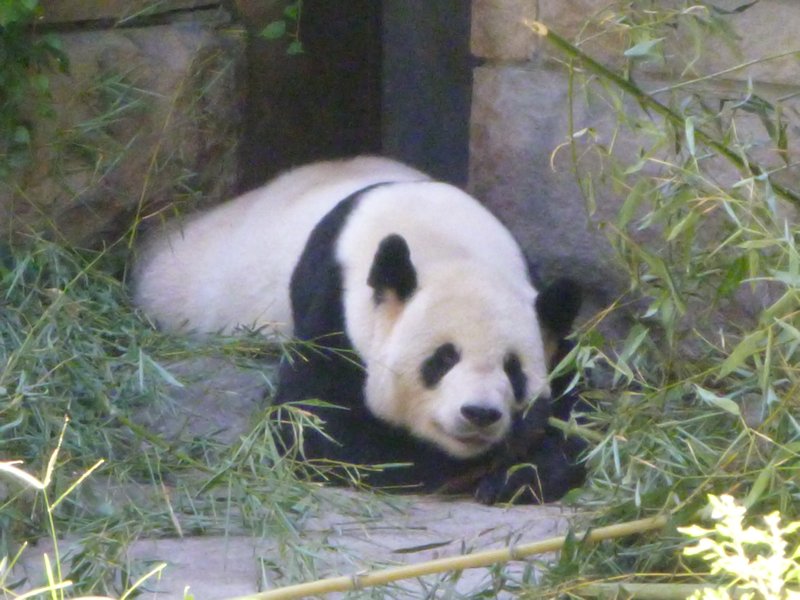 Pandas at the Beijing Zoo