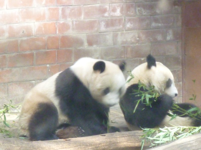 81 Panda's at the Beijing Zoo