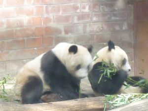 81 Panda's at the Beijing Zoo