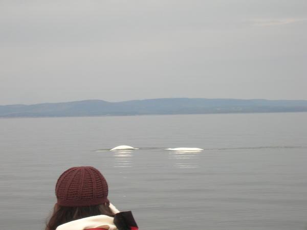  Beluga whales!!!