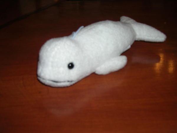 Bert the beluga whale, captured from the confinment of a souvenier shop in tadoussac