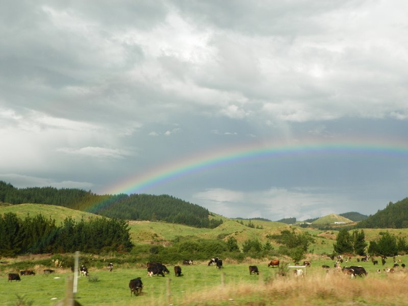 Rainbow over the cattle