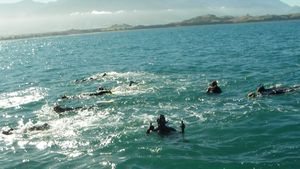 Swimmers in search of dolphins