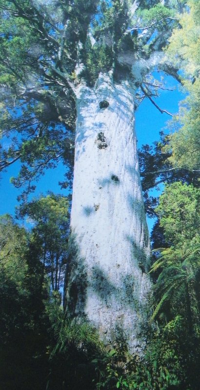 Kauri Tree - 1500 yrs old