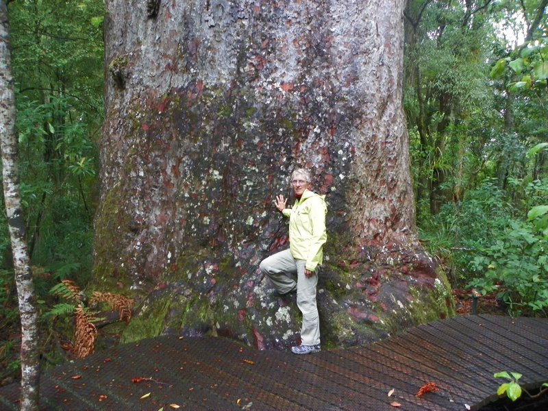 Waipoa Forest - Kauri tree