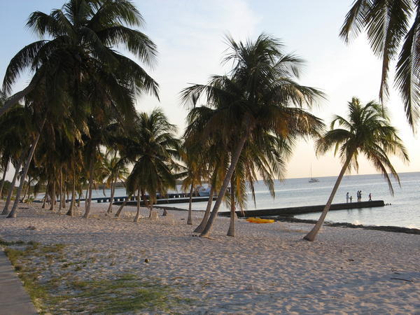 Amazing, palm fringed beach