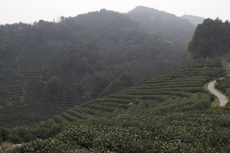 Longjin Tea fields