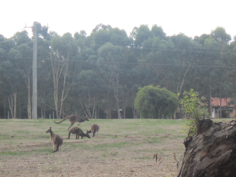 Wild Kangaroos