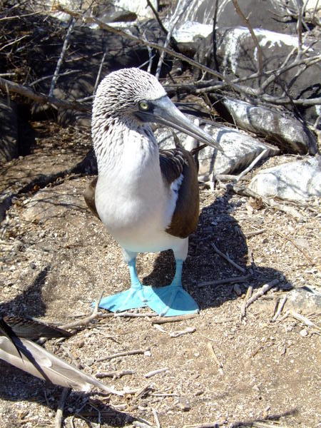 Blue footed booby!