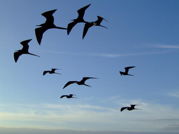 Figgate birds flying above the boat