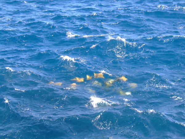 Mustard rays we spotted from the cliff top looking down