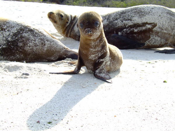 Very cute  baby sea lion
