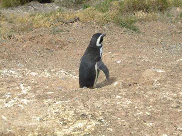 Penguin at Punta Norte, Peninsula Valdes