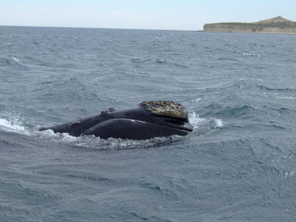 Southern Right Whale, Peninsula Valdes