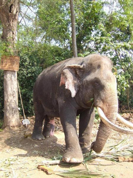 5 'legged' Elephant!