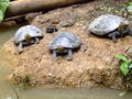 Turtles in the Amazon Animal Sanctuary