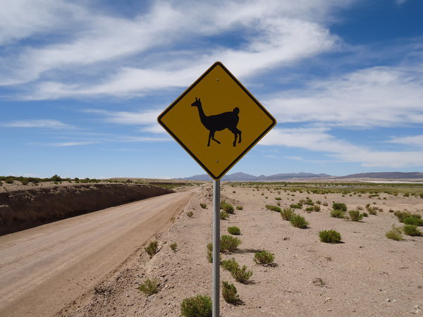 Llamas ahead