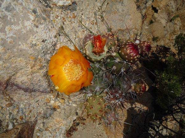 flower on Cactus