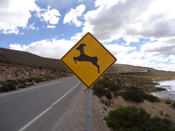 llama ahead