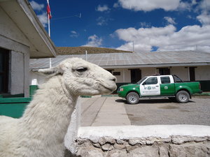 Officer Llama on duty