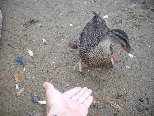 Feeding the Ducks