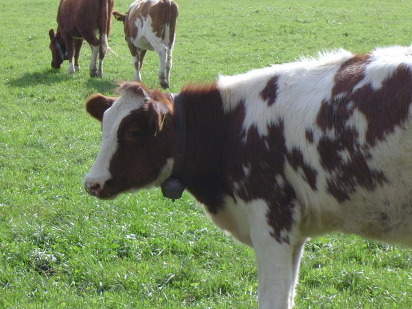Heidi 's Cow