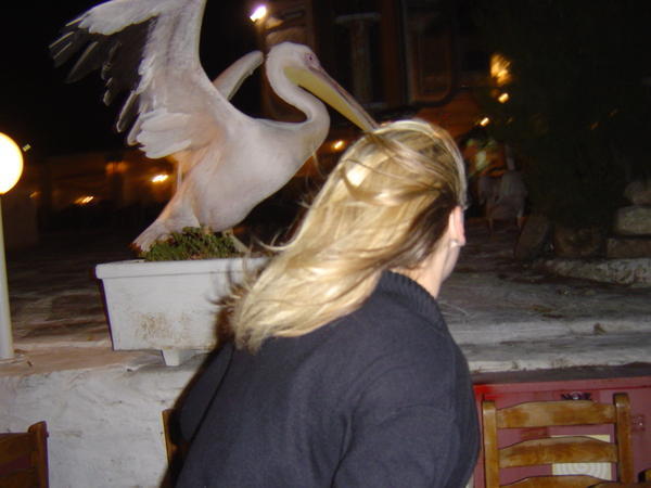 The famous pelican incident