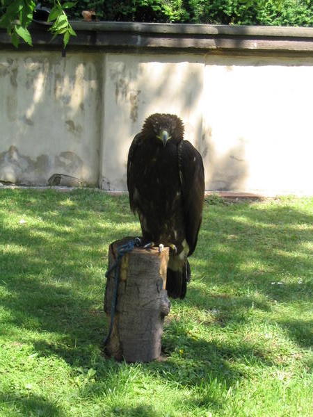 Big falcon