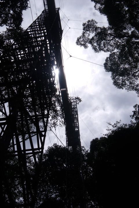 Views of the Canopy walk