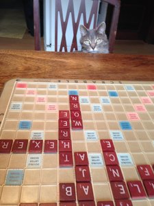 Scrabble Cat
